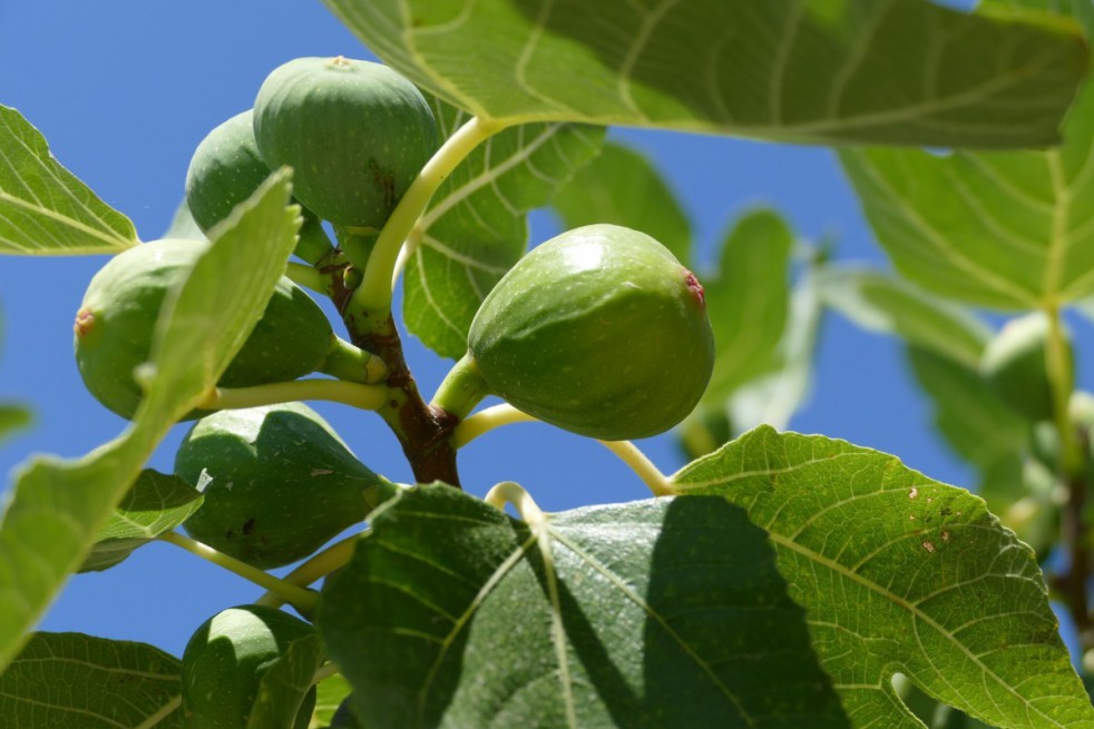 Fig tree Goutte d'or