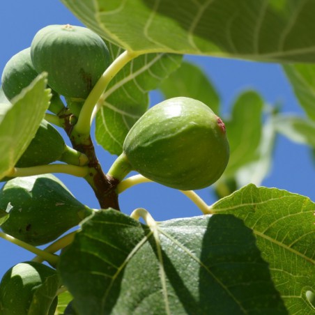 Fig tree Goutte d'or