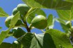Fig tree Goutte d'or
