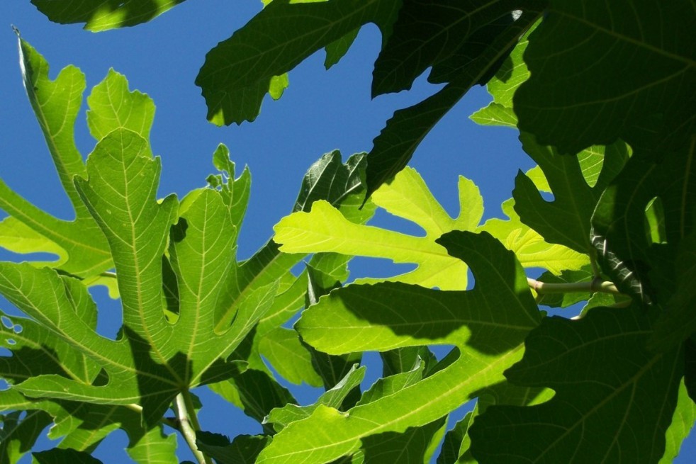 Fig tree Goutte d'or