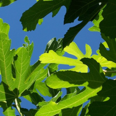 Figuier Goutte d'or