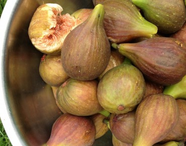 Fig tree Longue d'août