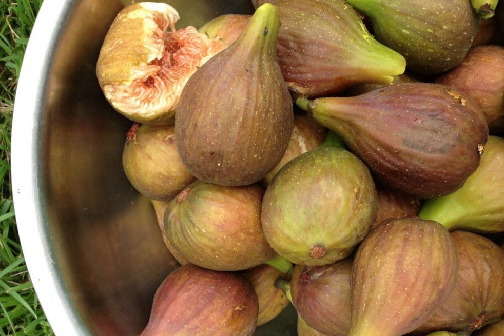 Fig tree Longue d'août