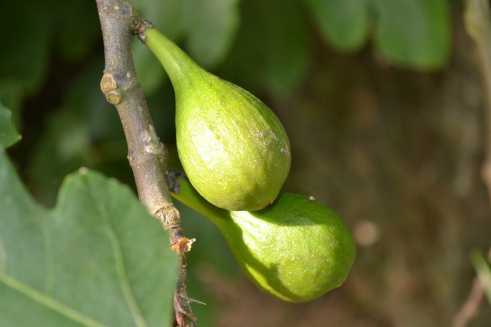 Figuier Longue d'août