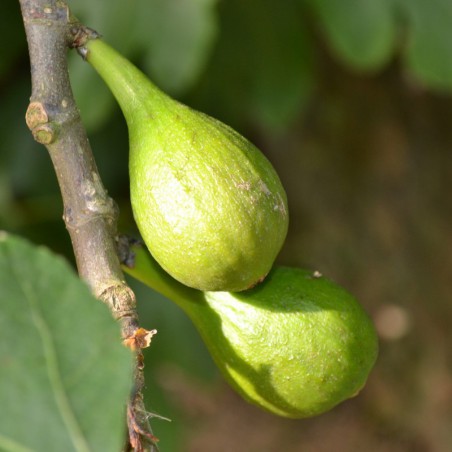 Figuier Longue d'août