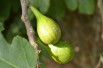 Fig tree Longue d'août