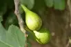 Fig tree Longue d'août