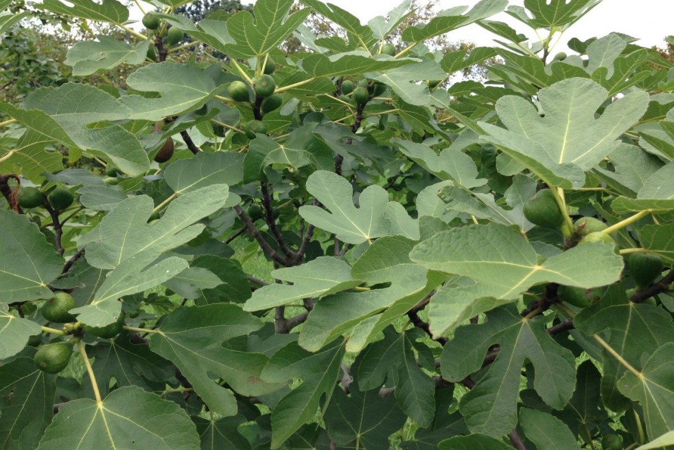 Fig tree Longue d'août