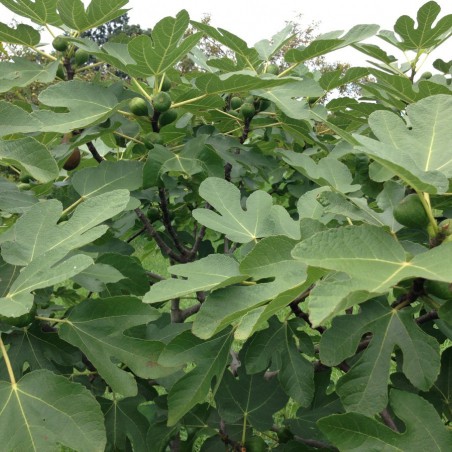 Fig tree Longue d'août
