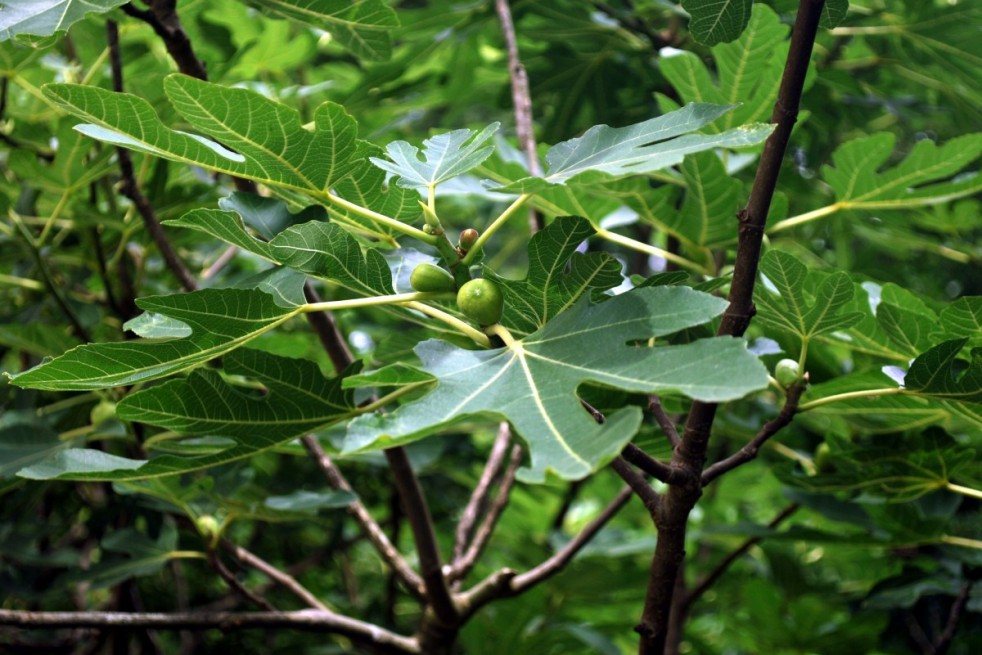 Fig tree Noire de Caromb