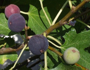 Fig tree Noire de Caromb