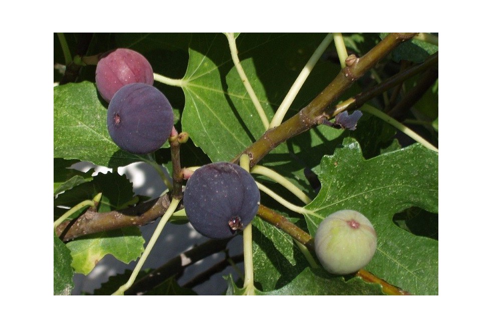 Fig tree Noire de Caromb