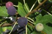 Fig tree Noire de Caromb