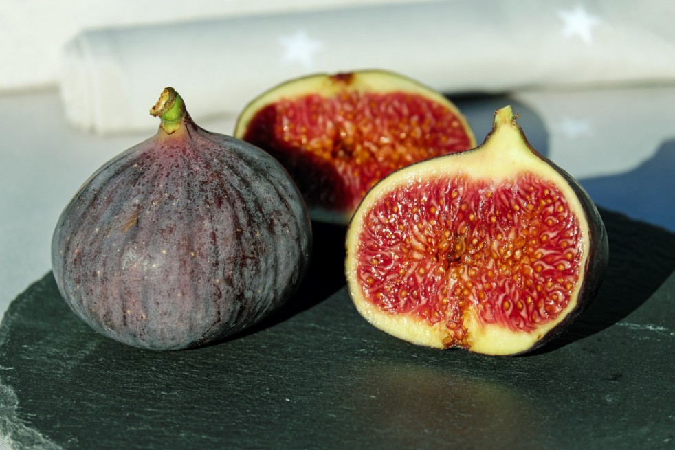 Fig tree Noire de Caromb