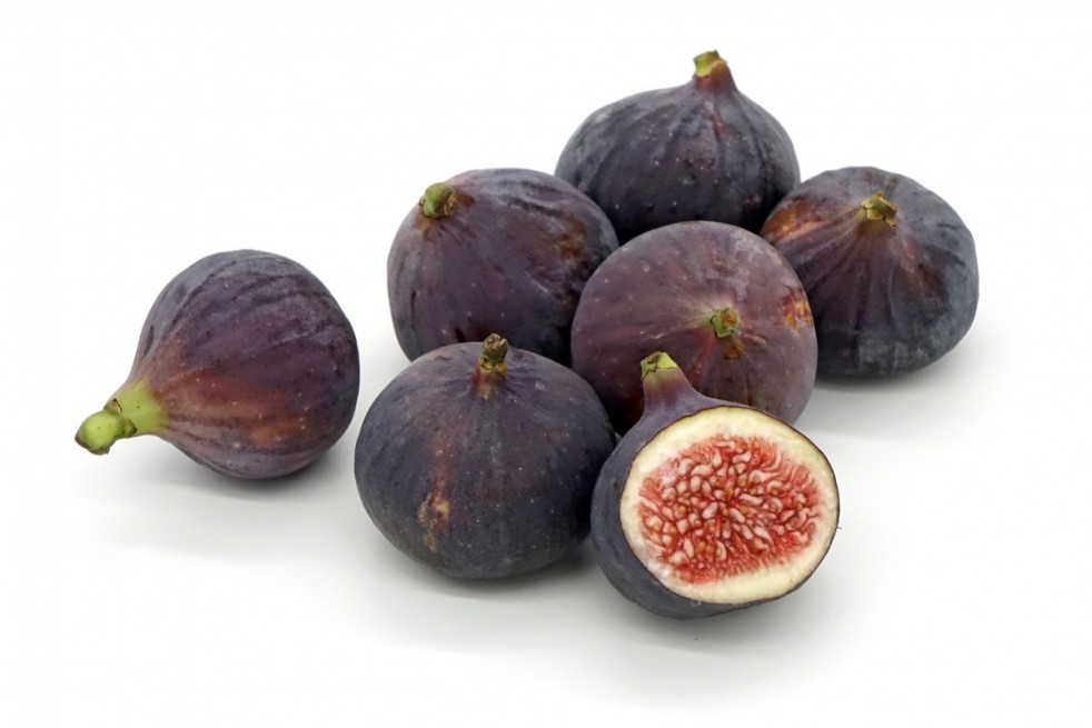 Fig tree Ronde de Bordeaux