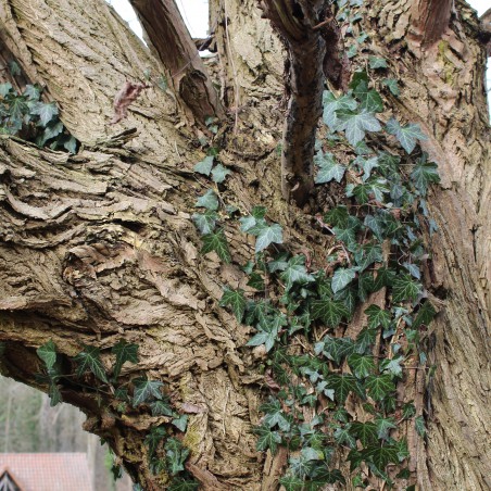 Caucasian walnut - Pterocarya fraxinifolia