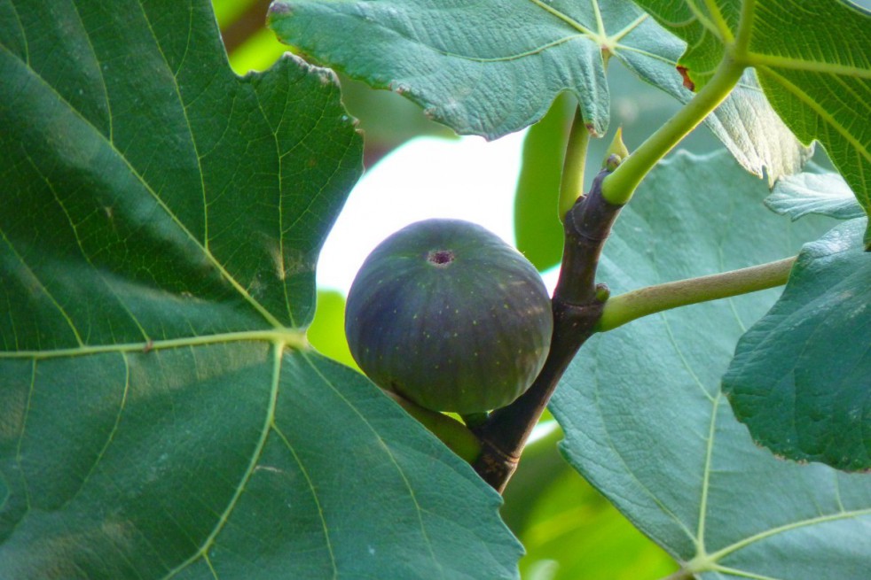 Figuier Ronde de Bordeaux