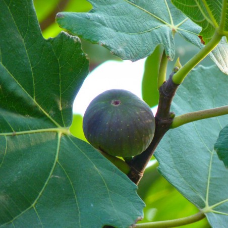 Fig tree Ronde de Bordeaux