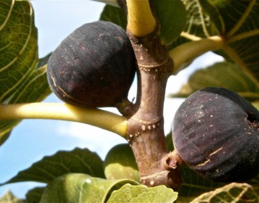 Fig tree Ronde de Bordeaux