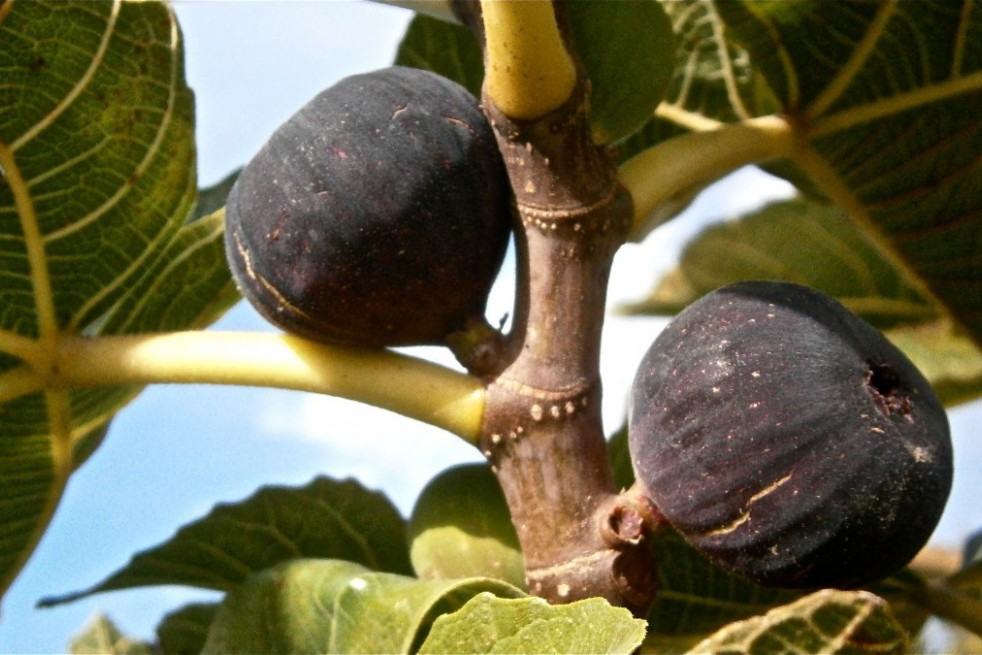 Fig tree Ronde de Bordeaux