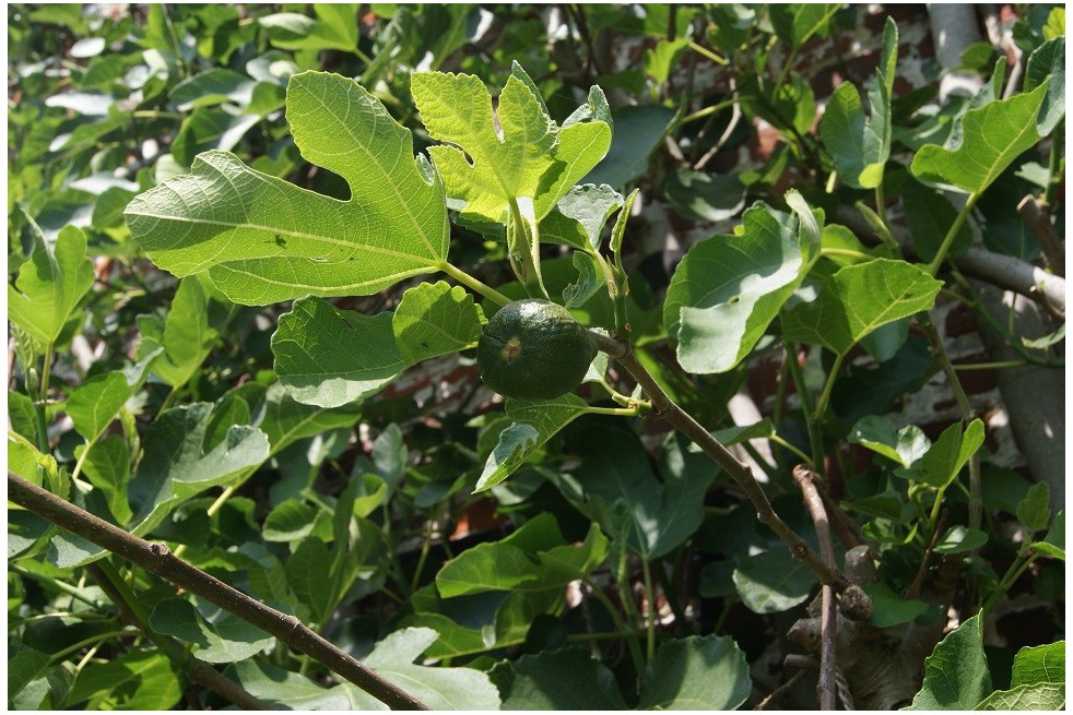 Figuier Ronde de Bordeaux