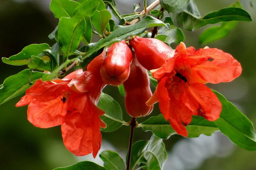 Granaatappelboom Mollar de Elche
