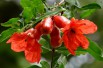 Pomegranate Mollar de Elche