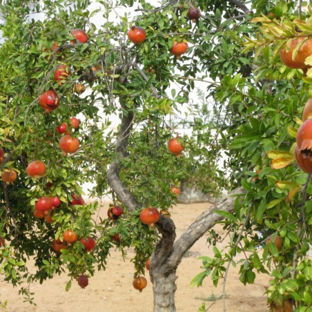 Grenadier à gros fruit Mollar de Elche