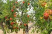 Grenadier à gros fruit Mollar de Elche