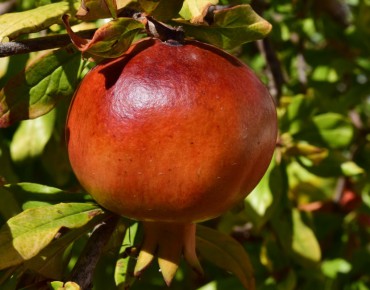 Granaatappelboom Mollar de Elche