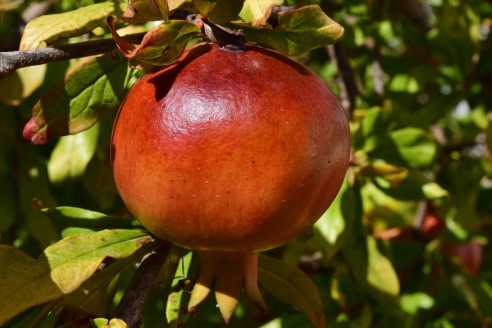 Granaatappelboom Mollar de Elche