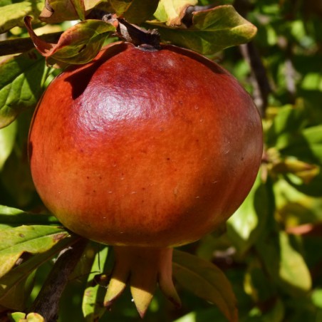 Granaatappelboom Mollar de Elche