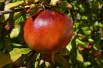 Pomegranate Mollar de Elche