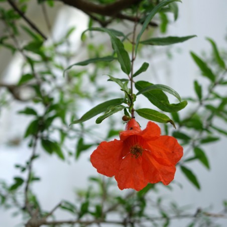 Pomegranate Wonderful