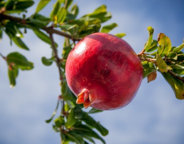 Grenadier à gros fruit Wonderful
