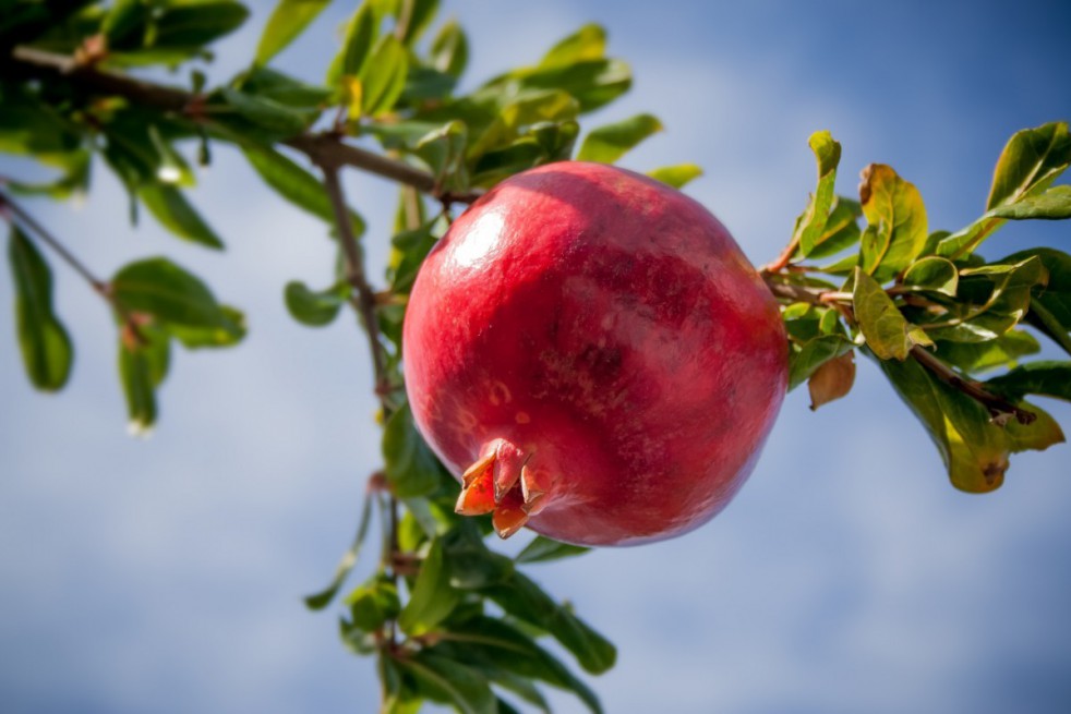 Pomegranate Wonderful