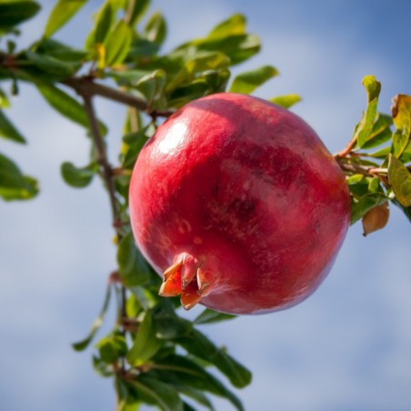 Pomegranate Wonderful