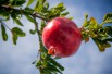 Pomegranate Wonderful