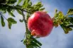 Pomegranate Wonderful