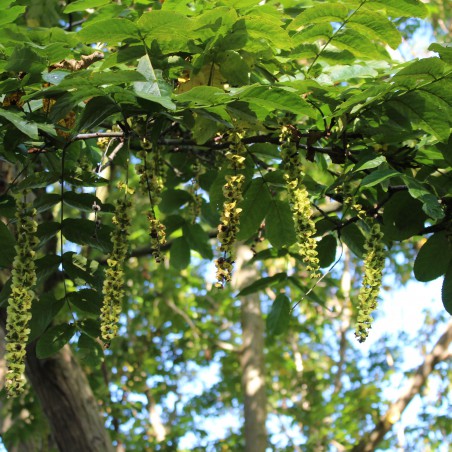 Caucasian walnut - Pterocarya fraxinifolia