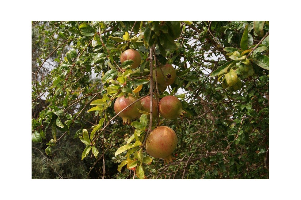 Grenadier à gros fruit Wonderful