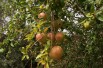 Granaatappelboom Wonderful