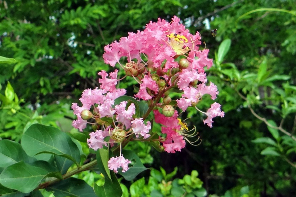 Pink Crape myrtle