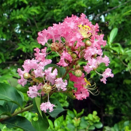 Lilas des Indes rose pâle