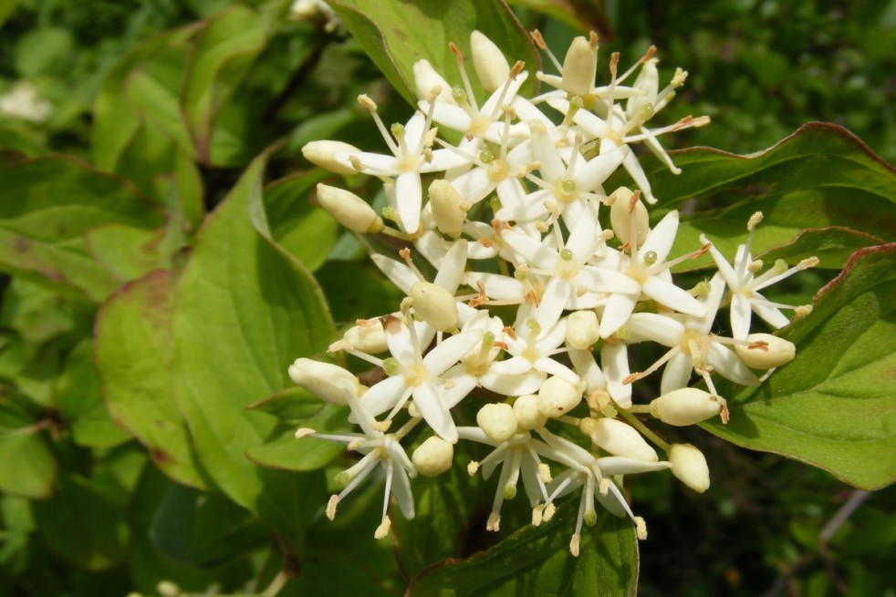 Kelseyi red-osier dogwood