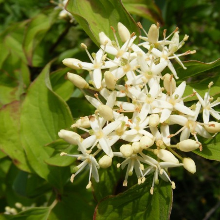Kelseyi red-osier dogwood