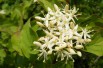 Kelseyi red-osier dogwood