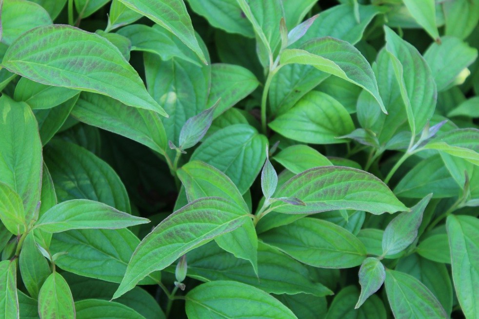 Kelseyi red-osier dogwood