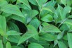 Kelseyi red-osier dogwood