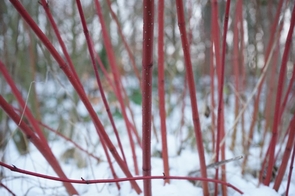 Kelseyi red-osier dogwood